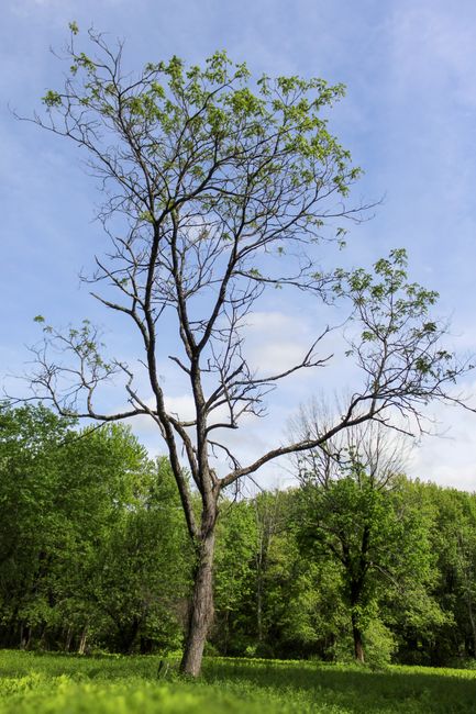 A tall deciduous tree with a thick, textured trunk and sparse branches extending outward, some of which are bare while others have small, fresh green leaves. The tree stands prominently in a grassy area with a backdrop of a clear blue sky and light, wispy clouds. Surrounding the main tree are other smaller trees and dense green foliage, suggesting a natural, outdoor environment. The scene captures a peaceful setting with ample natural light, highlighting the contrast between the tree's rough bark and the vibrant greenery around it. This image may illustrate the natural backdrop often seen in rural or suburban areas where organic waste or natural debris might be managed as part of outdoor rubbish clearance, with Waste Disposal Acton providing private waste handling solutions for such environments.